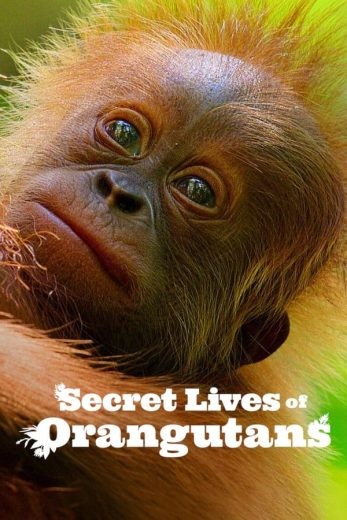 مشاهدة فيلم Secret Lives of Orangutans 2024 مترجم مشاهدة فيلم Secret Lives of Orangutans 2024 مترجم